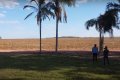 FAZENDA NO TOCANTINS 