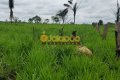 FAZENDA PARA PECUÁRIA NO TOCANTINS