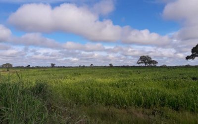 FAZENDA NO TOCANTINS