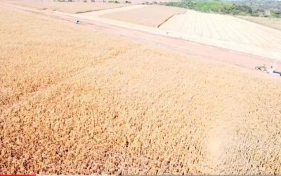 1.400 HECTARES DE ÁREA DE PLANTIO COM EXTREMA QUALIDADE NO ESTADO DO PARÁ 