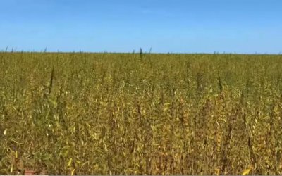 FAZENDA DUPLA APTIDÃO NO ASFALTO, TODA PLANA!